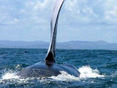 Die Dominikanische Republik sucht den Walflüsterer 2012