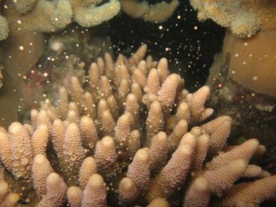 Paarungszeit am größten Korallenriff der Welt