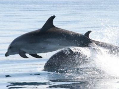 Delfine und Erholung vor Kroatien in Sicht