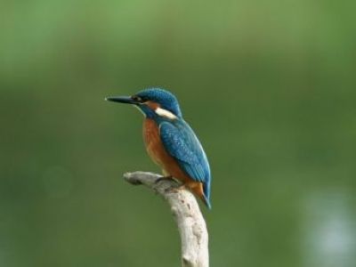 Vogelinsel Texel: