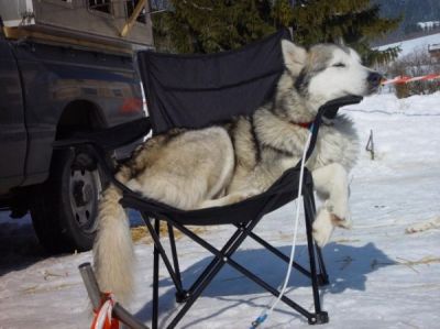 Sie heulen wieder...!