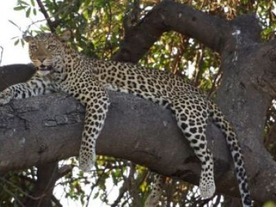 Sambia verbietet Jagd auf Großkatzen