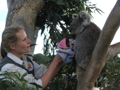 Täglich grüßt das Känguru: