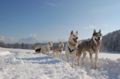 Schlittenhunde in Aktion: