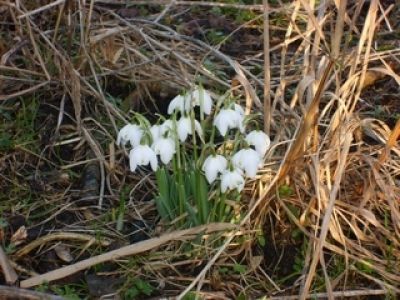 Frühjahr auf Texel: