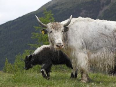 Wandern mit Südtirols „oberstem Hirten“