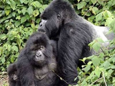Uganda Reisen & Gorillas beobachten