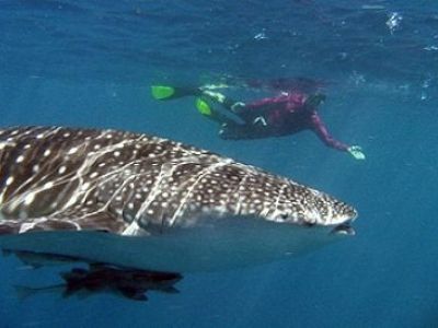 Walhaie am Ningaloo Riff in Westaustralien