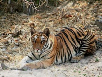 Rajasthan: Kulturschätze und Tiger-Safari
