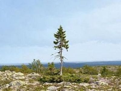 Wildnis-Tour zum ältesten Baum der Welt